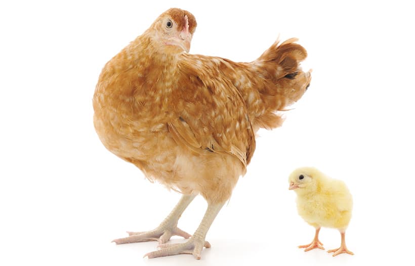 chick and hen