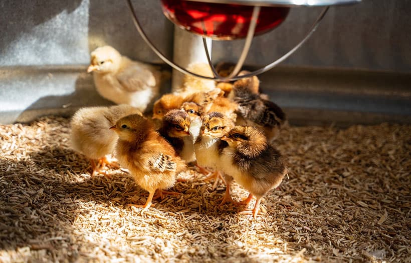 Free-range chickens expressing natural behavior