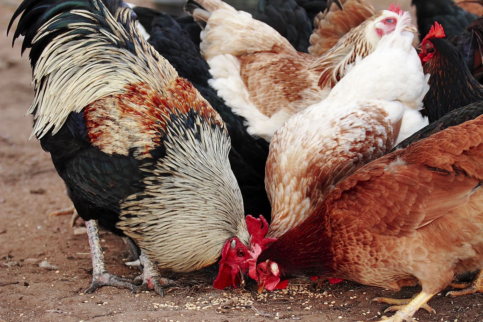 Adult hen standing alert in a clean poultry area